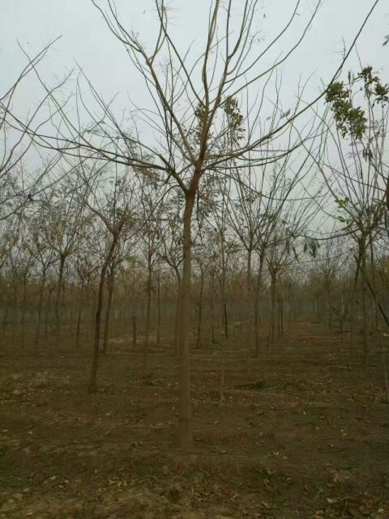 合欢8~10cm