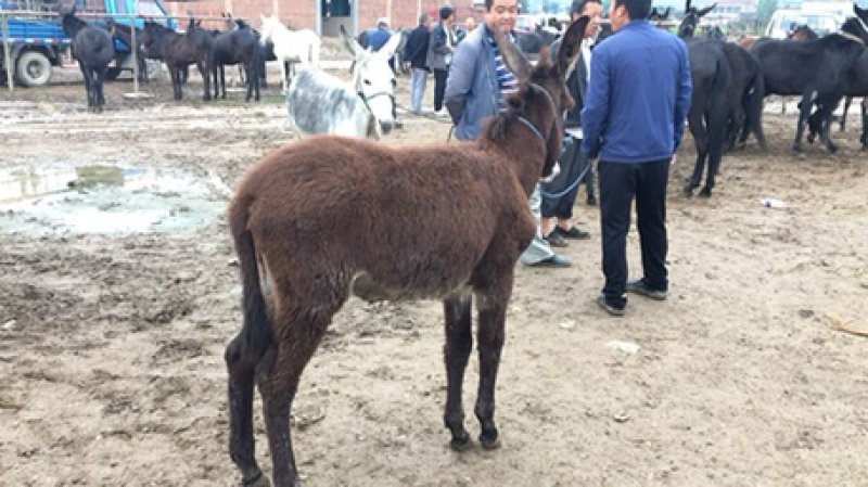 公母驴苗架子驴育肥驴生长速度快，适合全国各地养殖