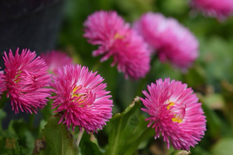 溢芳种业批发雏菊种子四季可播