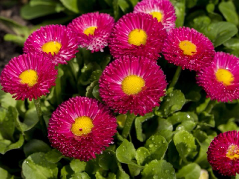 溢芳种业批发雏菊种子四季可播