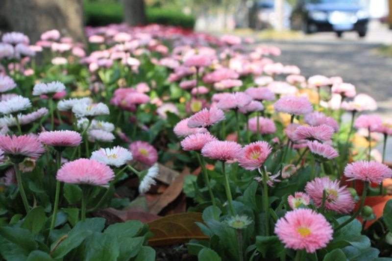 溢芳种业批发雏菊种子四季可播