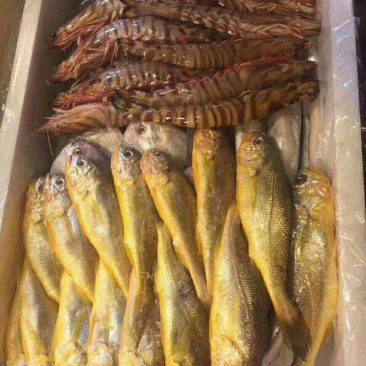 黄花鱼