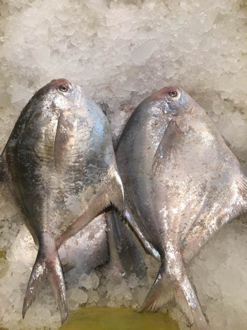 银鲳鱼
