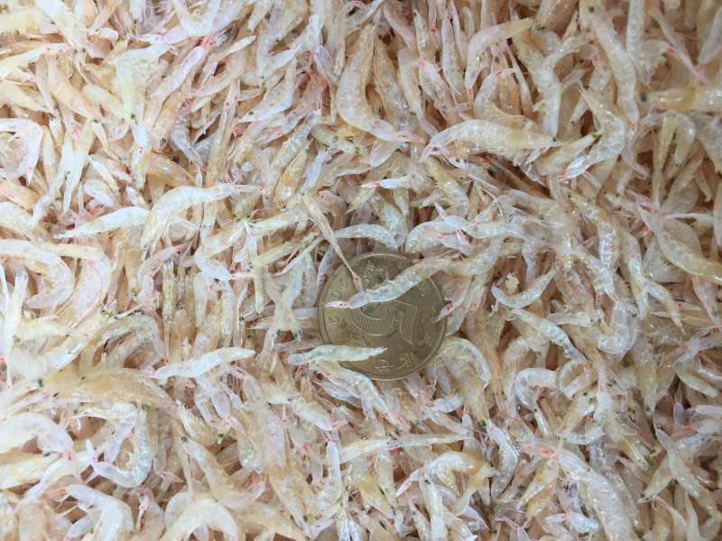 烘干生虾皮0.15一0.2