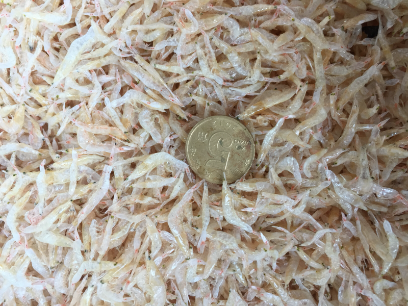 烘干生虾皮0.15一0.2