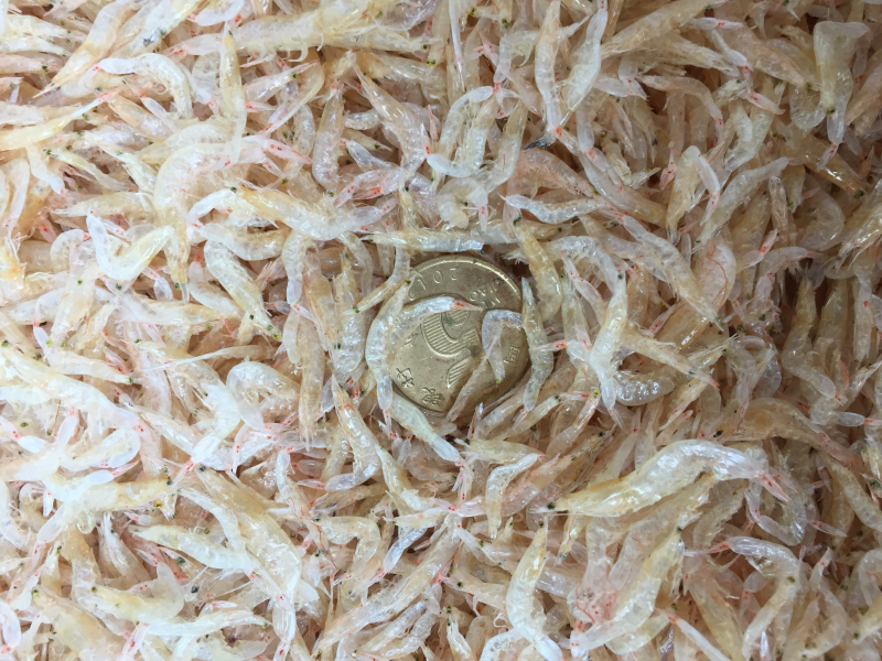烘干生虾皮0.15一0.2