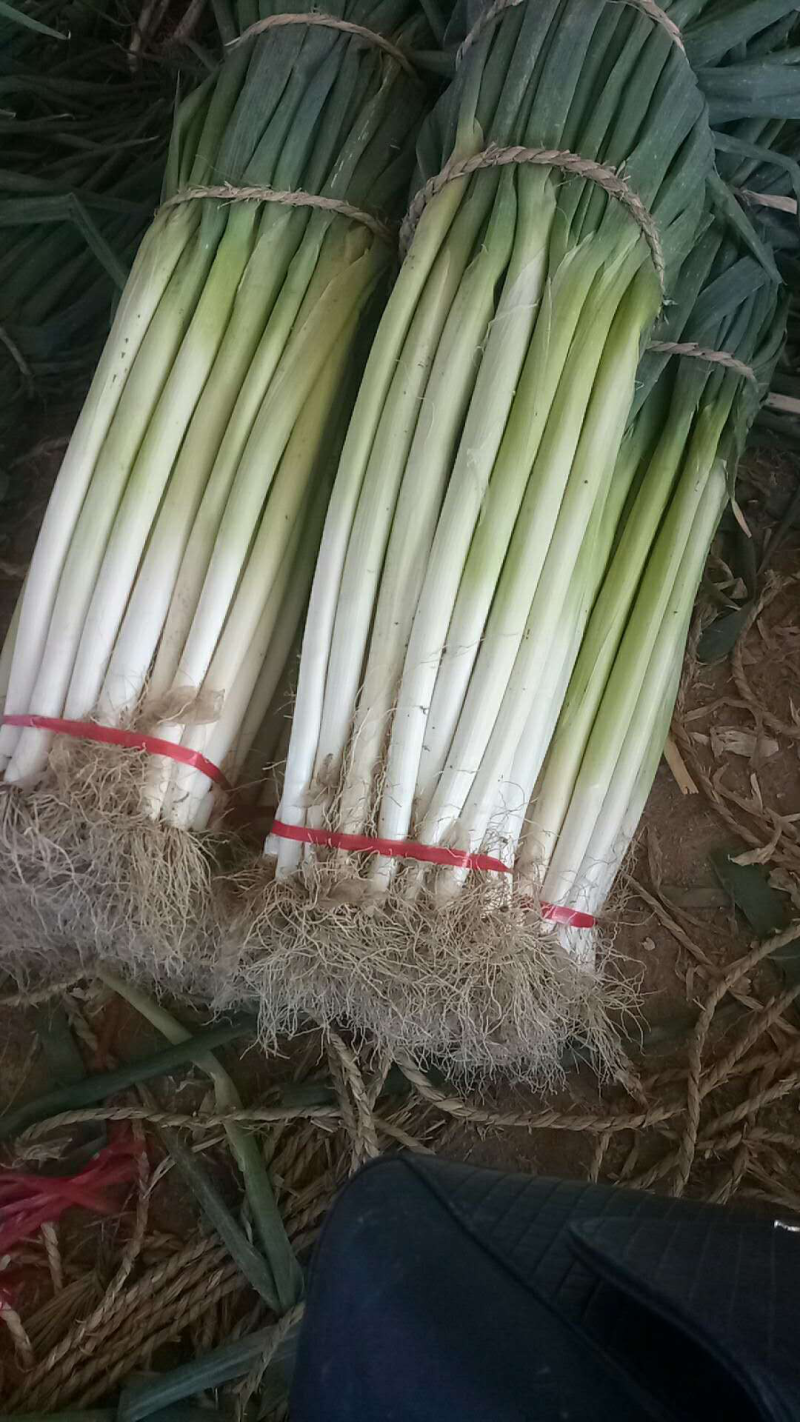 大葱
