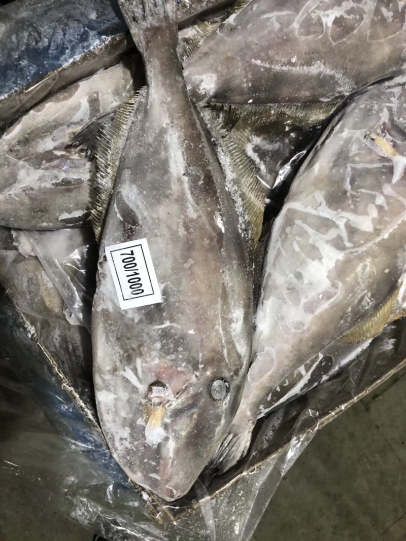 印度三去马面鱼
