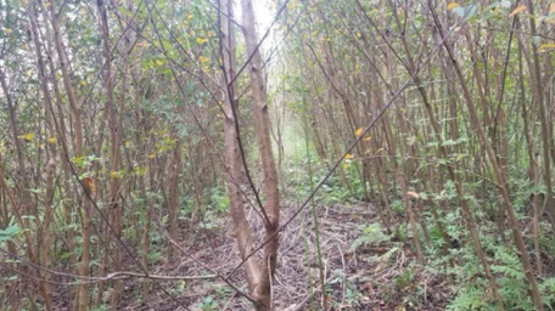 红火球紫薇红火箭紫薇