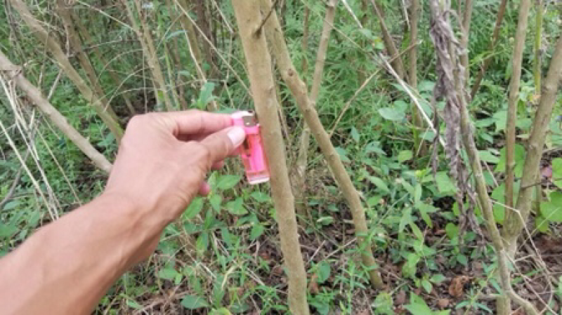 红火球紫薇红火箭紫薇