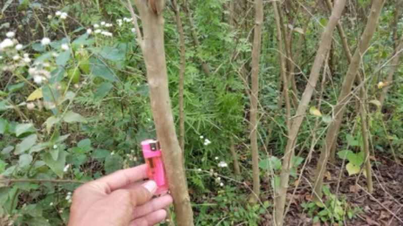 红火球紫薇红火箭紫薇