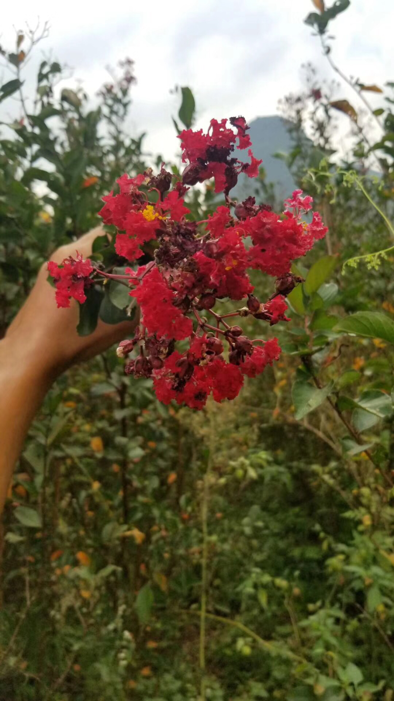 红火球紫薇红火箭紫薇