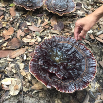 林下紫灵芝，菌香味浓郁，远离重金属污染，产地直发