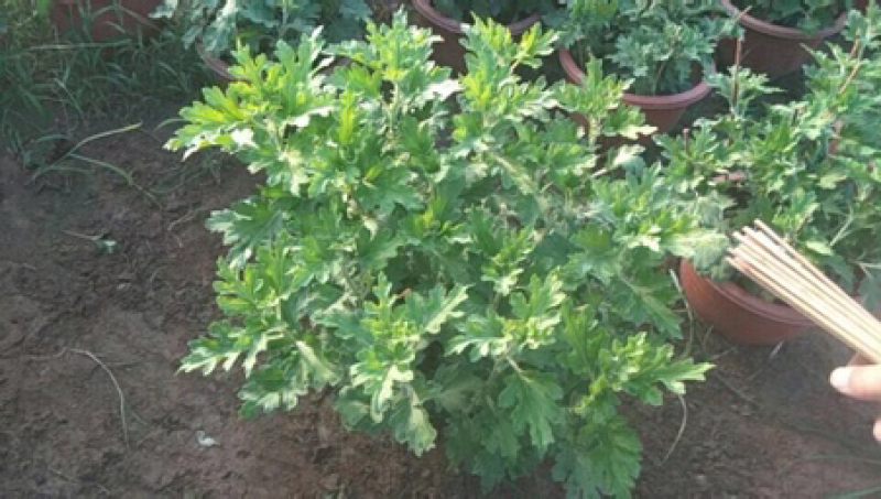 批发观赏菊花