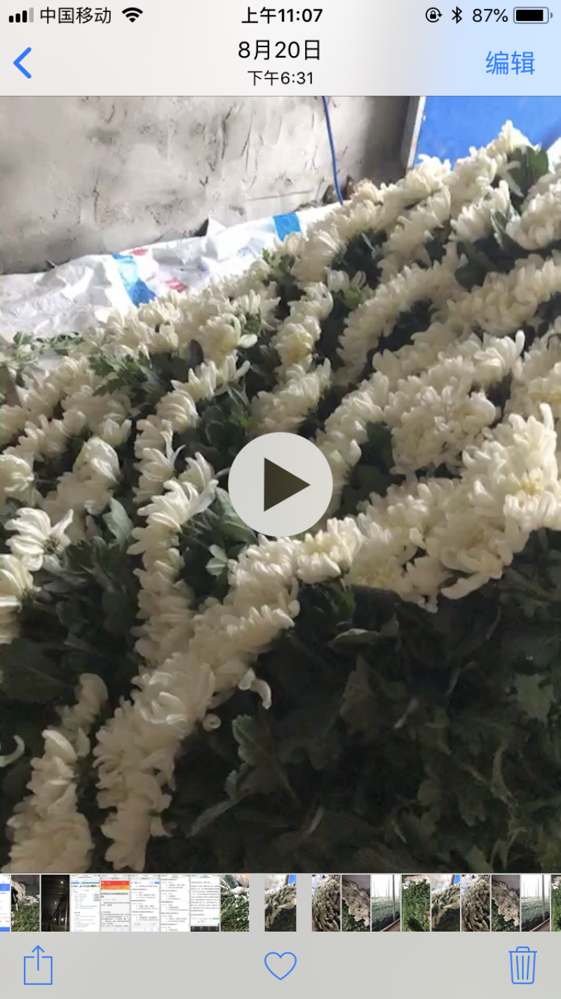 鲜切菊花白菊