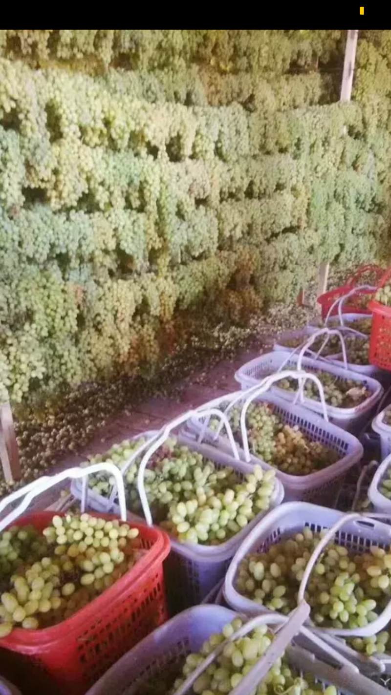 超大葡萄干