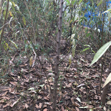 毛桃树苗