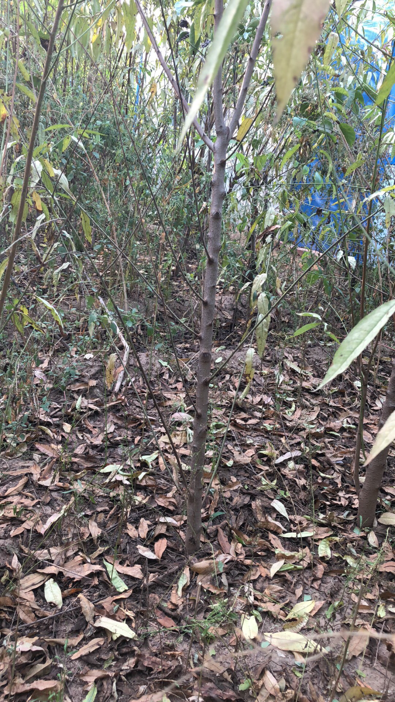 毛桃树苗