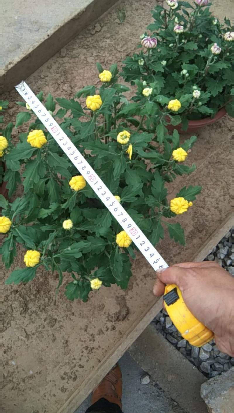 菊花，大批量出售