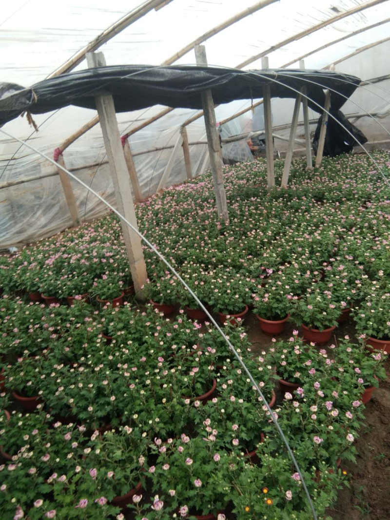 菊花，大批量出售
