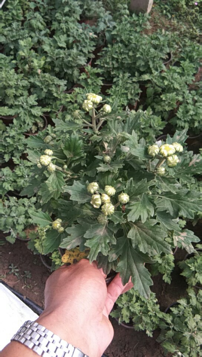 菊花，大批量出售