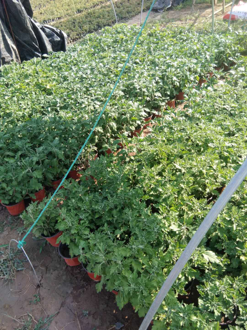 菊花，大批量出售