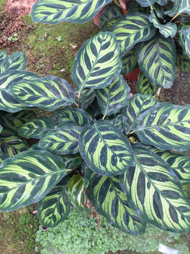 孔雀竹芋盆栽花卉观花植物四季常青