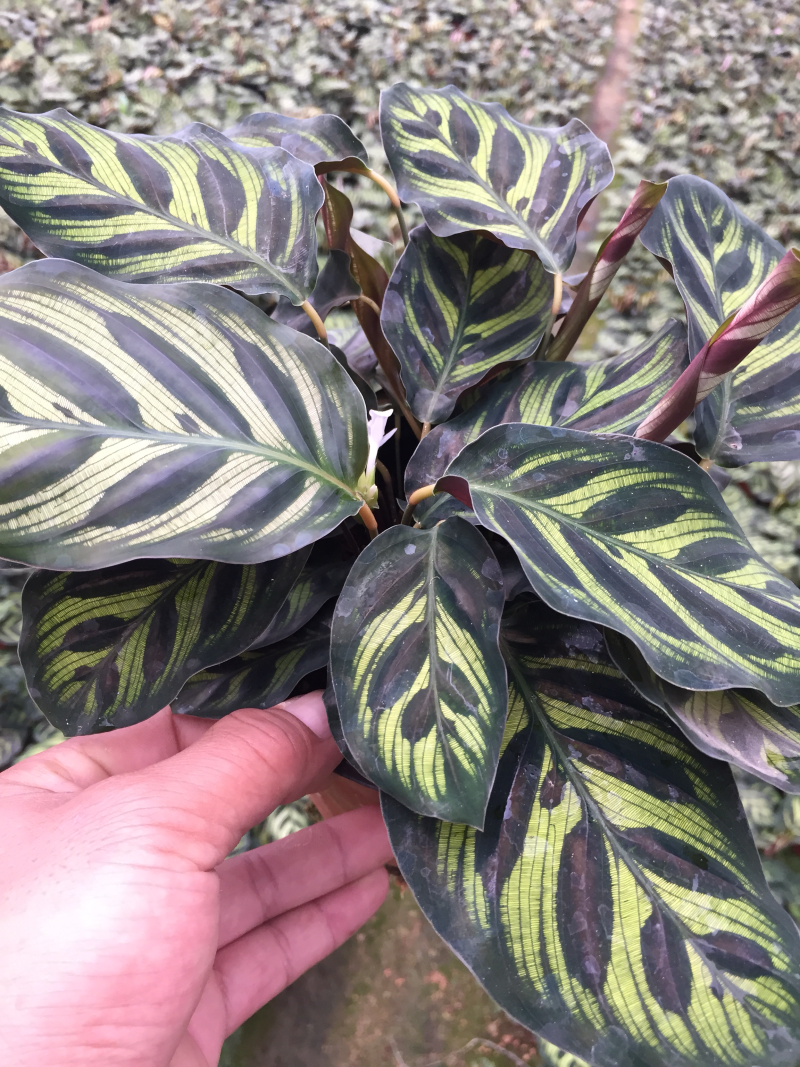 孔雀竹芋盆栽花卉观花植物四季常青