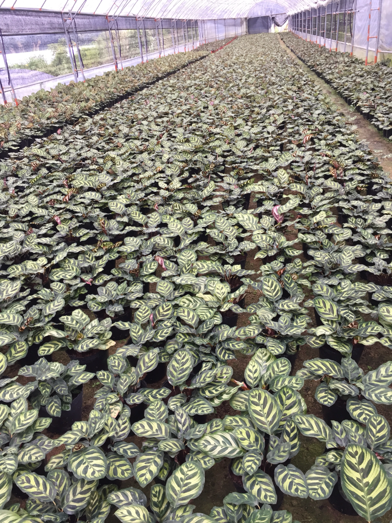 孔雀竹芋盆栽花卉观花植物四季常青