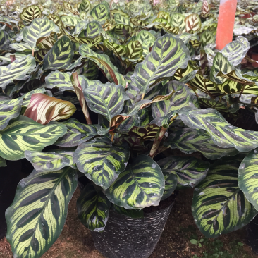 孔雀竹芋盆栽花卉观花植物四季常青