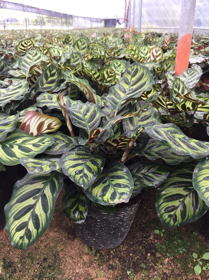 孔雀竹芋盆栽花卉观花植物四季常青