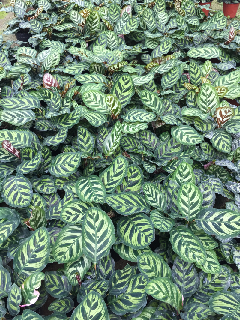 孔雀竹芋盆栽花卉观花植物四季常青