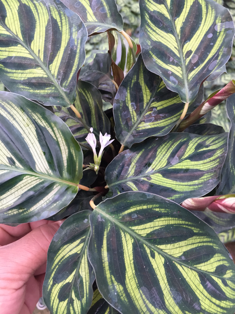 孔雀竹芋盆栽花卉观花植物四季常青