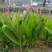 白芨苗