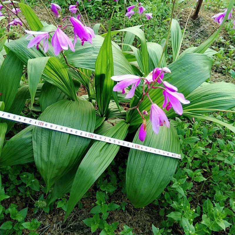 白芨苗