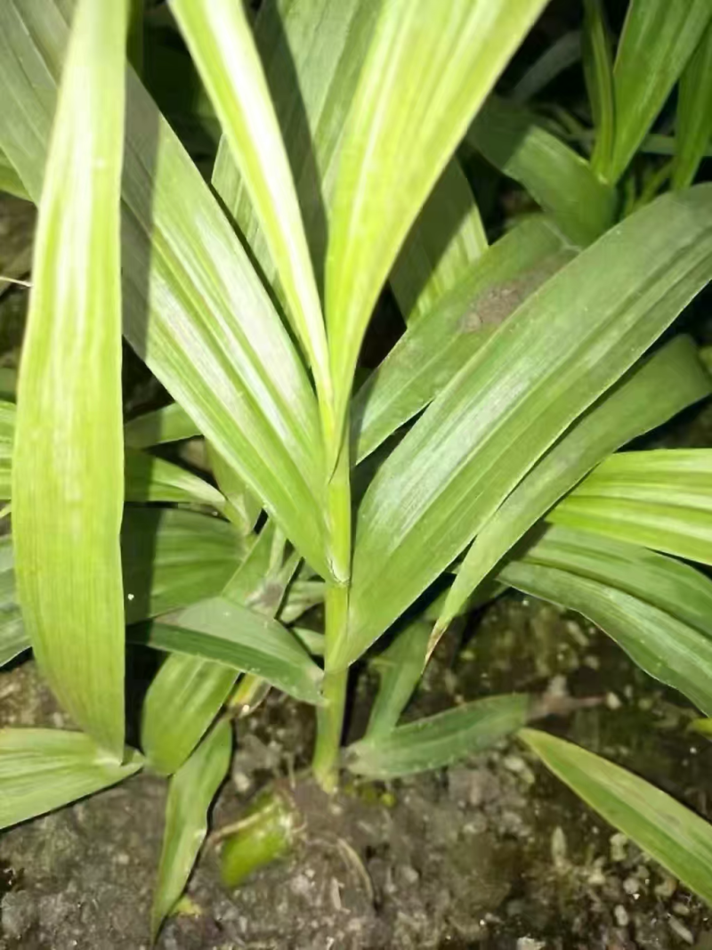 白芨苗