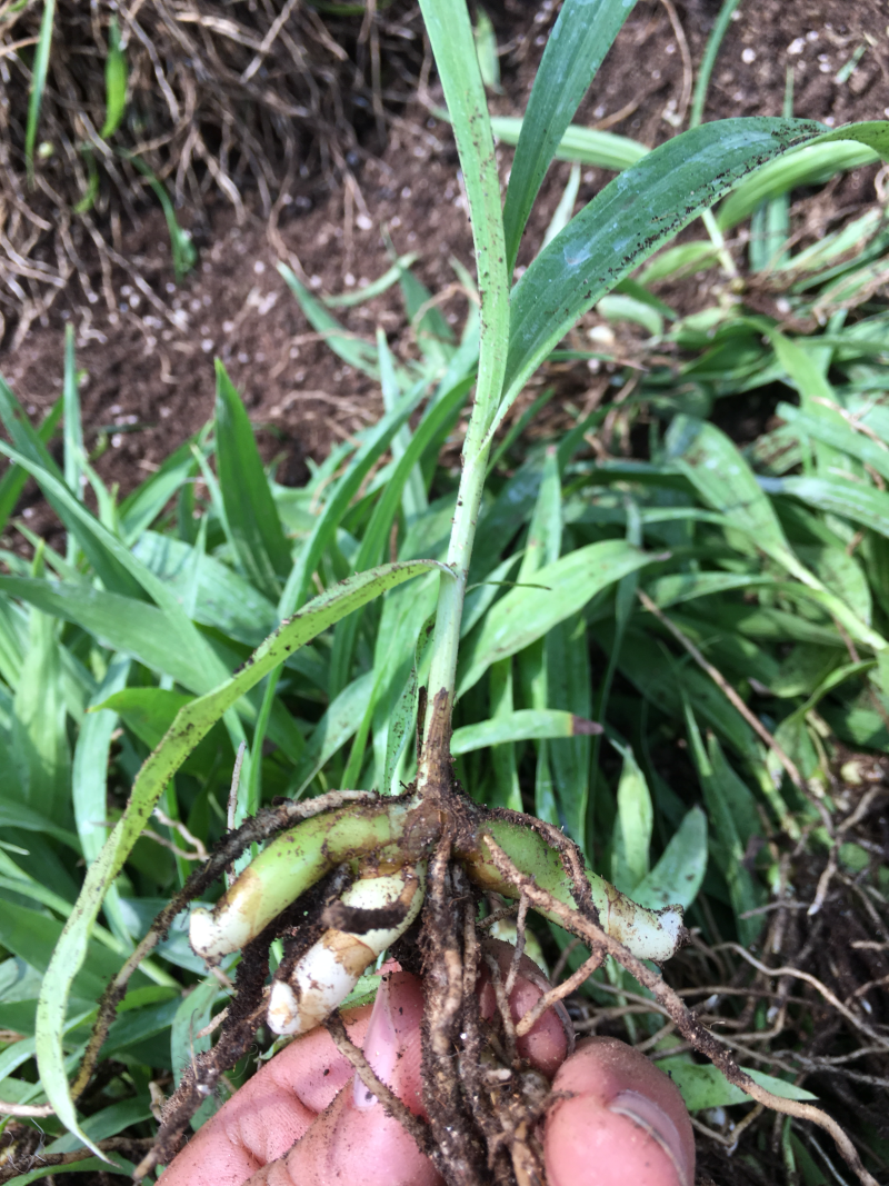 白芨苗