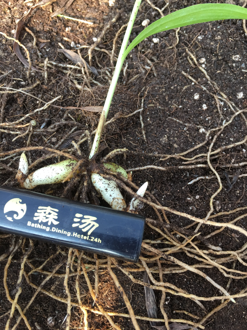 白芨苗