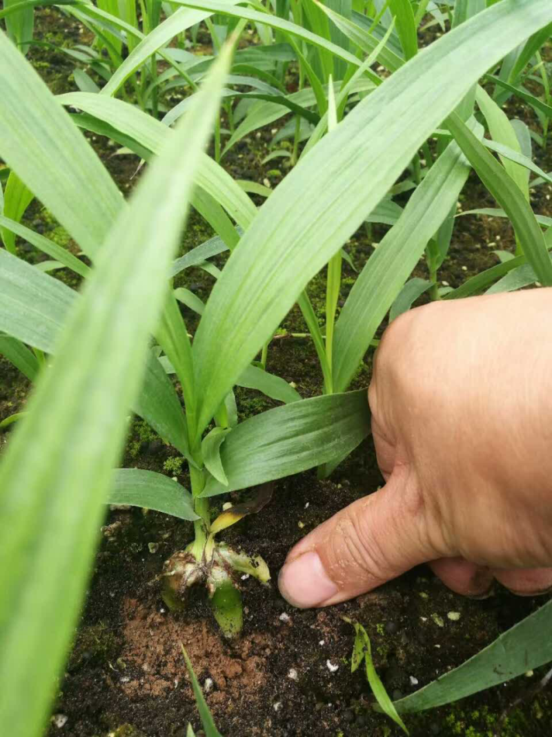 白芨种苗