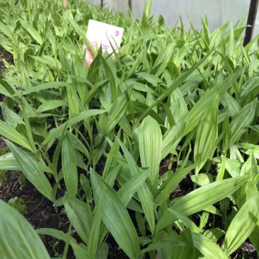 白芨种苗