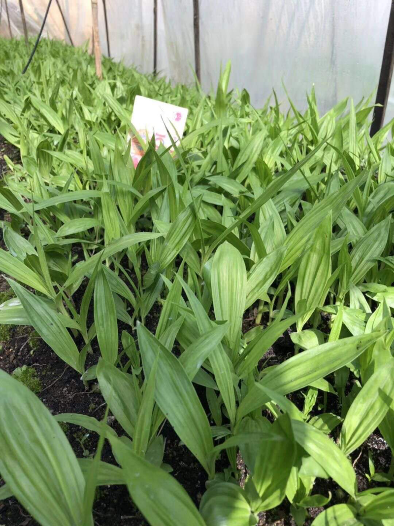 白芨种苗