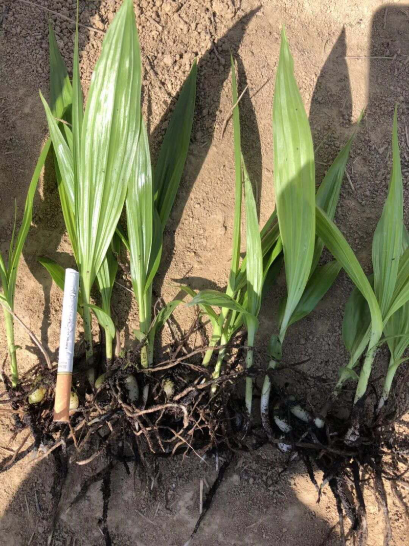白芨种苗