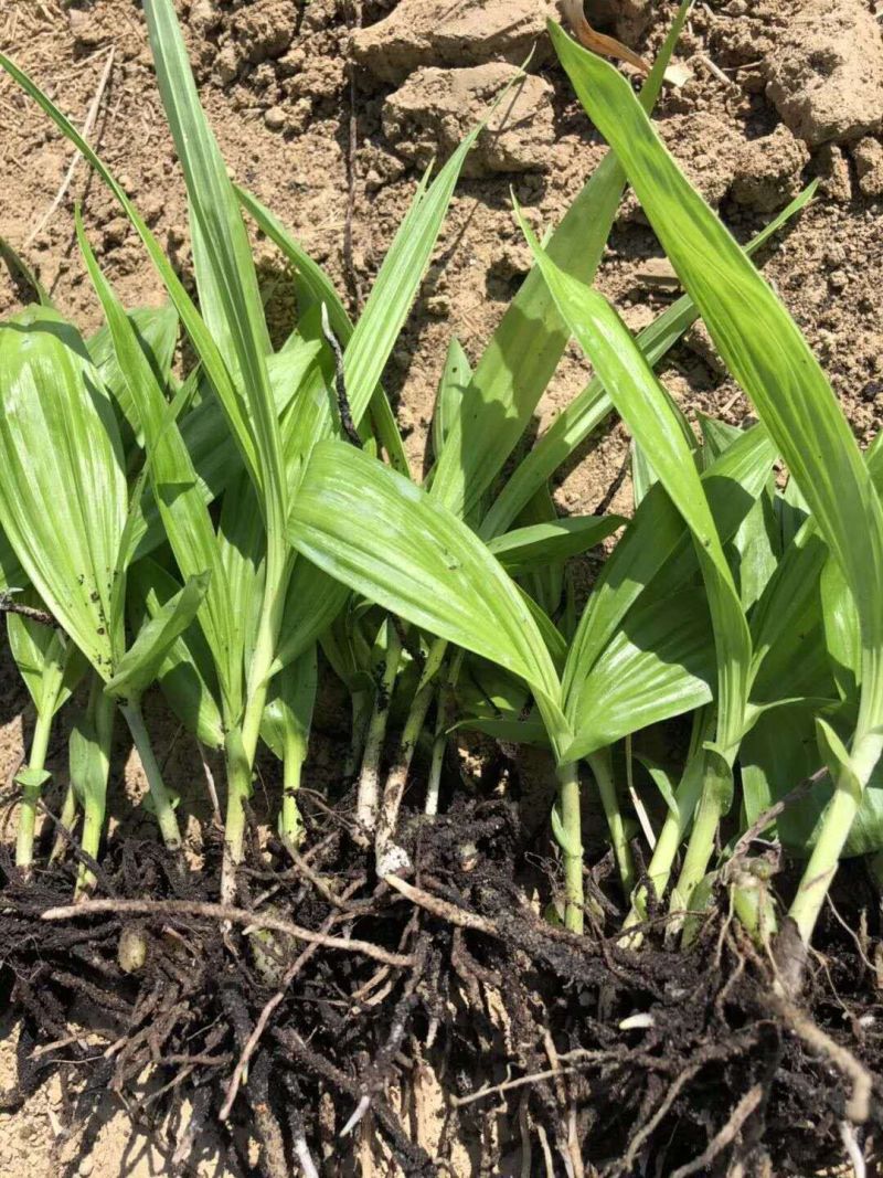 白芨种苗