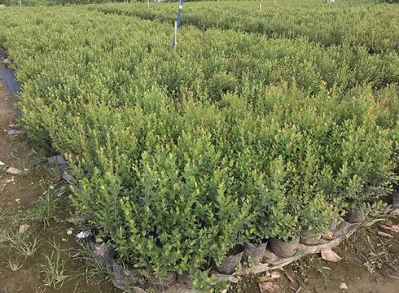 蓝莓树苗南方北方种植蓝莓苗盆栽地栽蓝莓树苗耐寒带叶带土