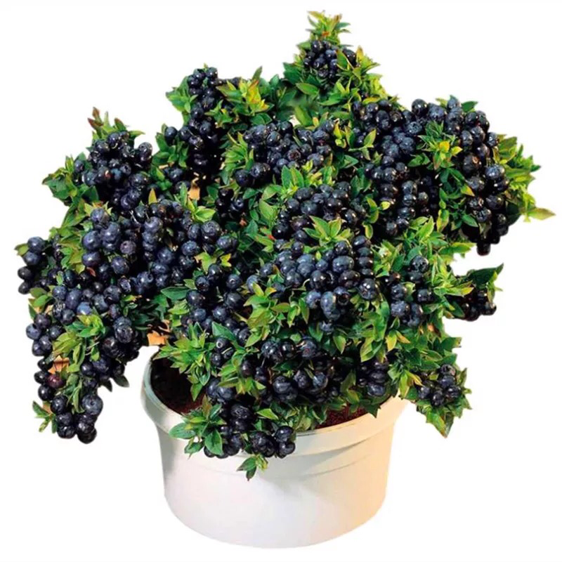 蓝莓树苗南方北方种植蓝莓苗盆栽地栽蓝莓树苗耐寒带叶带土