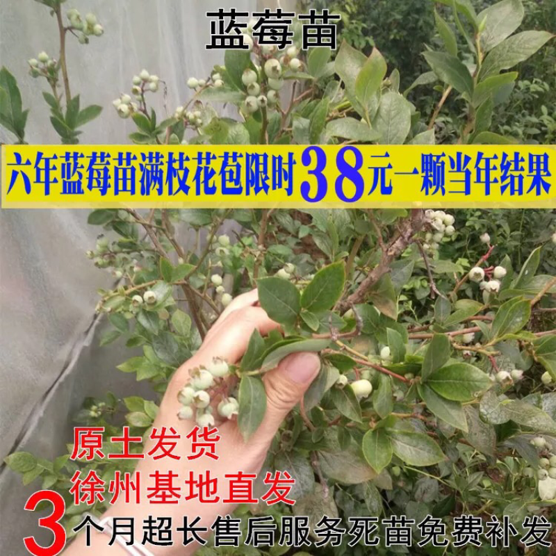 蓝莓树苗南方北方种植蓝莓苗盆栽地栽蓝莓树苗耐寒带叶带土