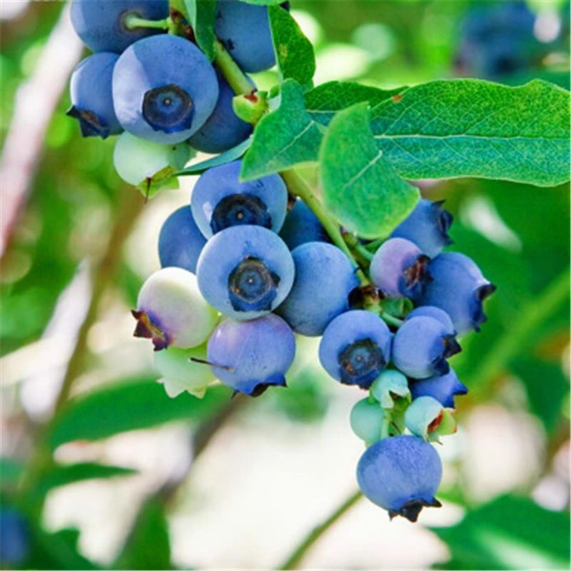 蓝莓树苗南方北方种植蓝莓苗盆栽地栽蓝莓树苗耐寒带叶带土