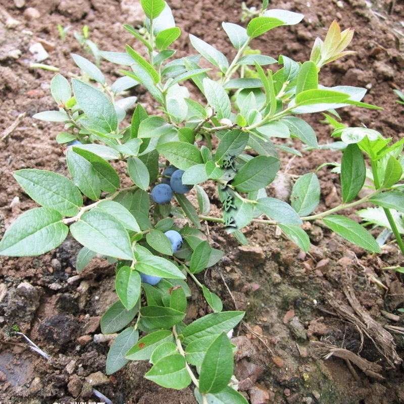 蓝莓树苗南方北方种植蓝莓苗盆栽地栽蓝莓树苗耐寒带叶带土