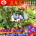 蓝莓树苗南方北方种植蓝莓苗盆栽地栽蓝莓树苗耐寒带叶带土
