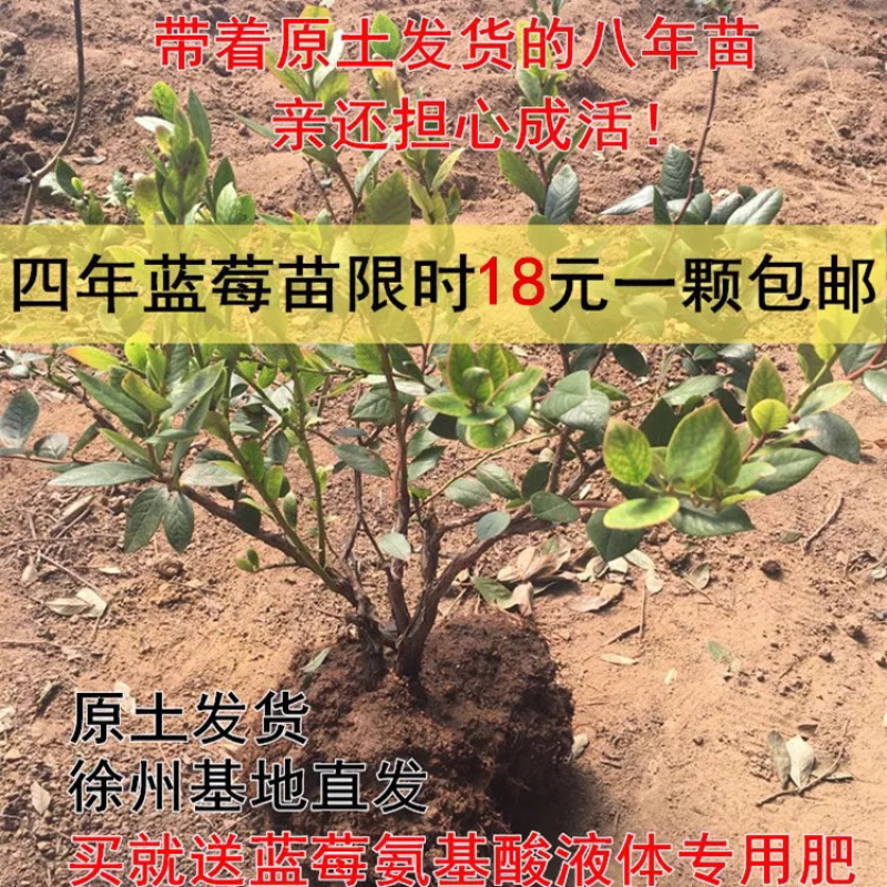 蓝莓树苗南方北方种植蓝莓苗盆栽地栽蓝莓树苗耐寒带叶带土